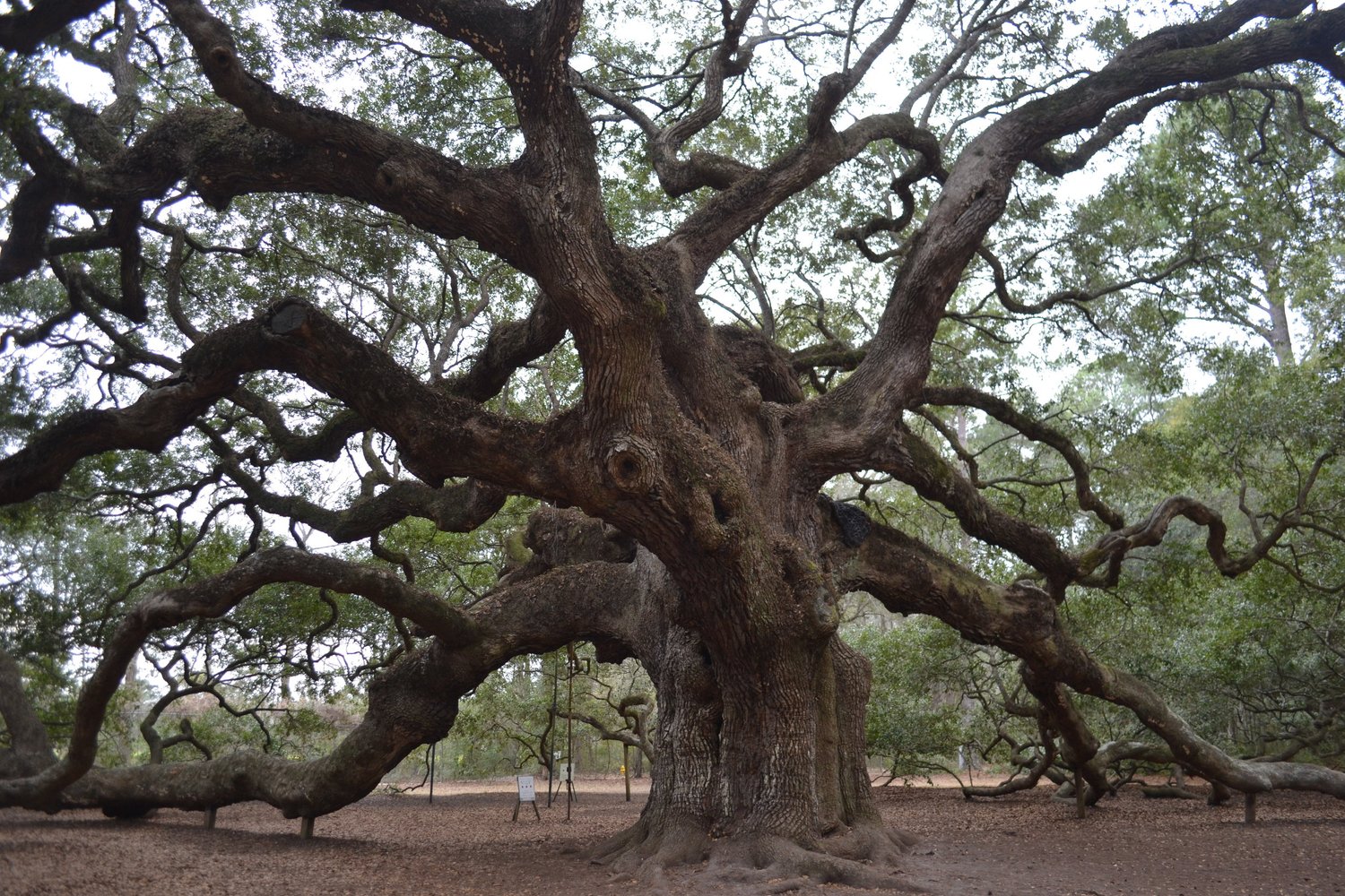 The Angel Oak, a centuries-old live oak near Charleston, South Carolina