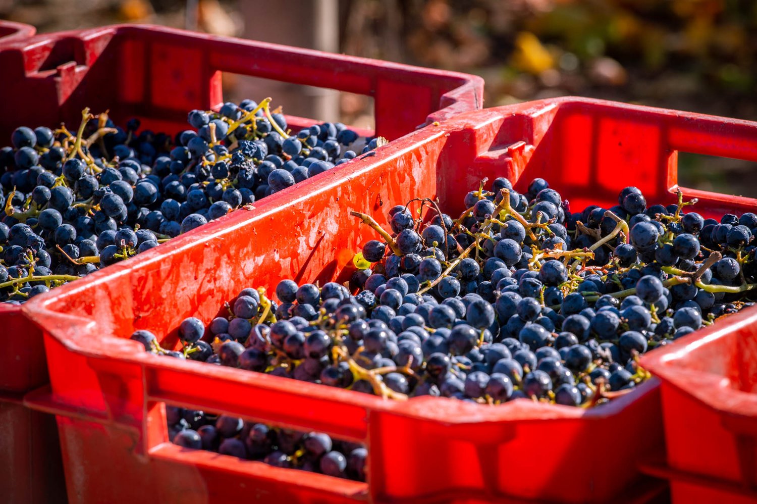 Freshly picked Malbec grapes in harvest crates