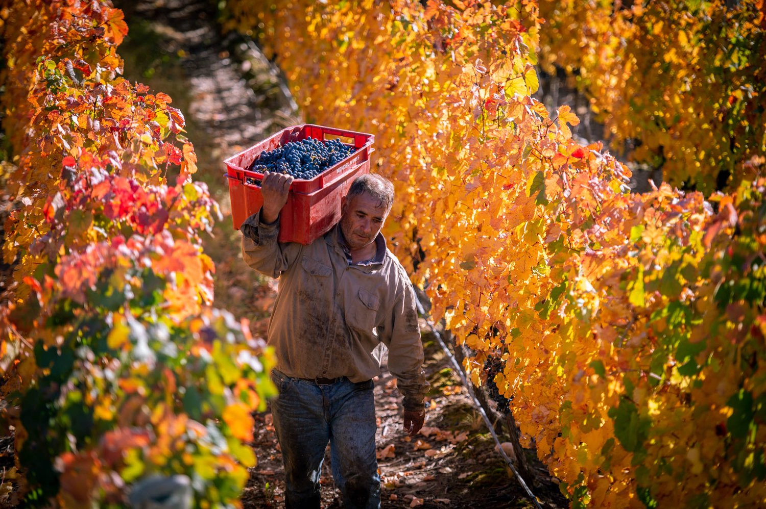 A vineyard worker carries a crate of Malbec grapes between autumn vines