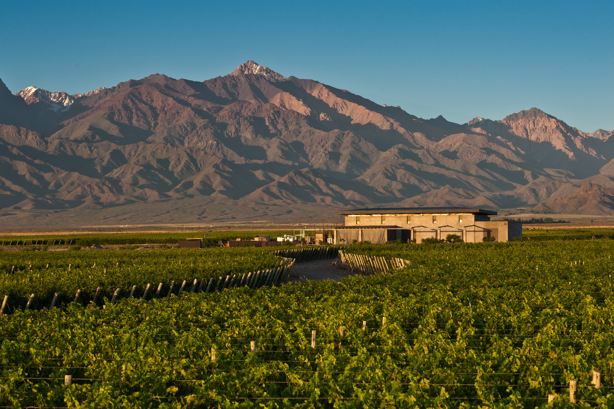 The Angel Oak vineyard beneath the Andes in Valle de Uco, Mendoza